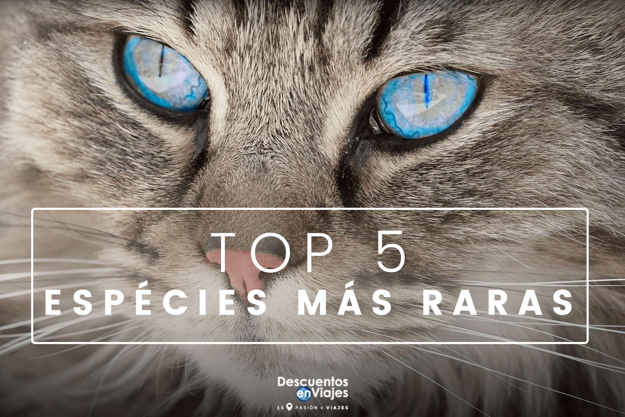 Top 5 Animales mas raros en Chiapas