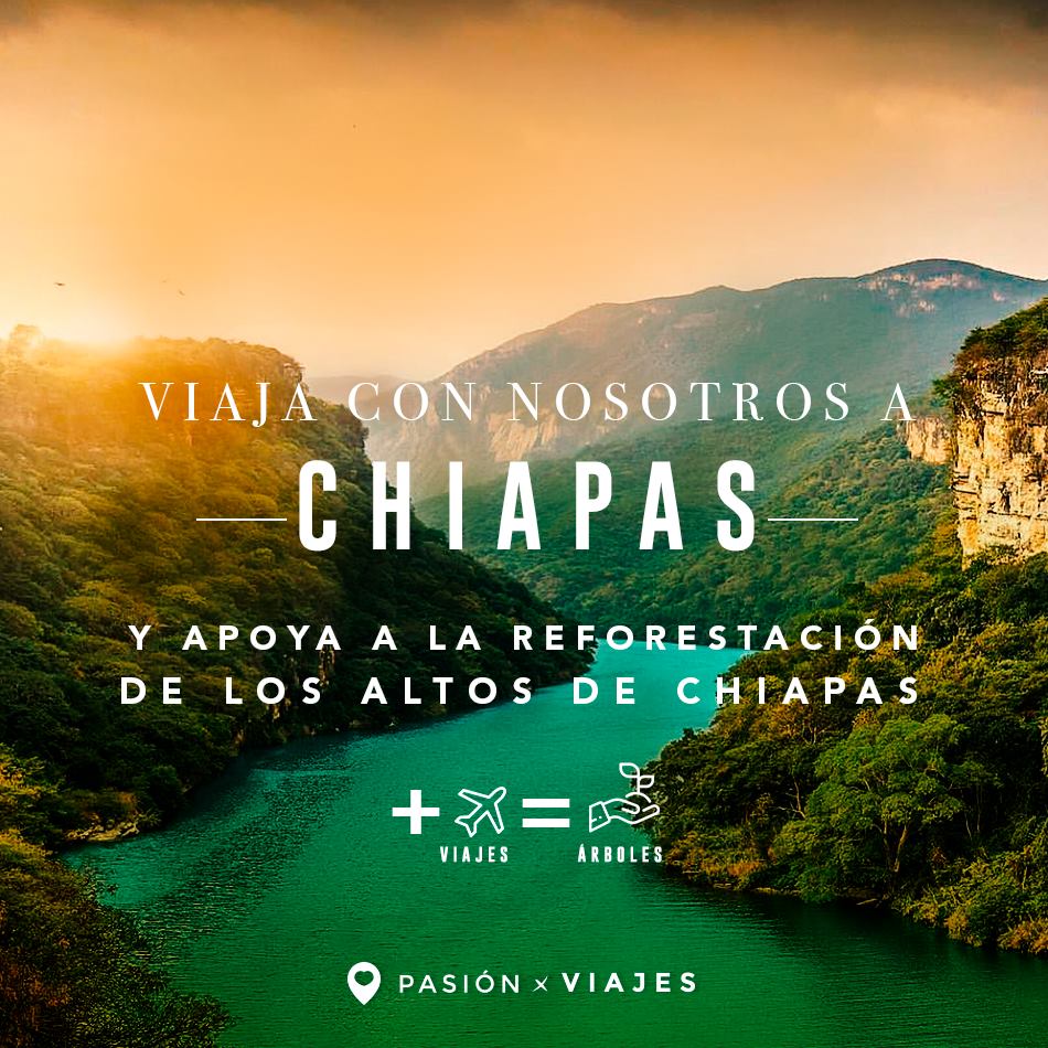 Reforesta un Bosque: Los Altos de Chiapas